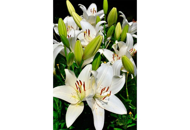 Модульная кухня серия Mirror Gloss 08